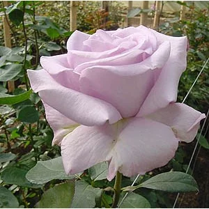 Роза "Аллюр"(Allur)